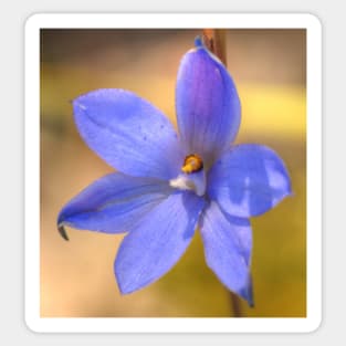 Dotted sun orchid .. Thelymitra ixioides II Sticker